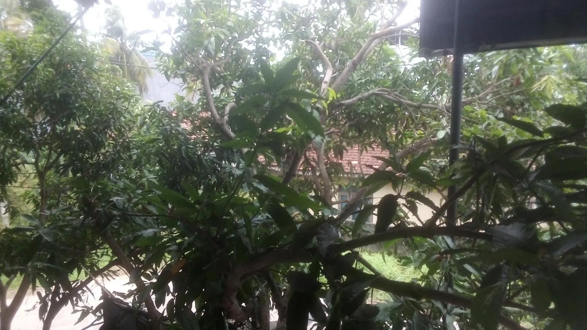 Guest house Sunrise City Palace Negombo Sri Lanka